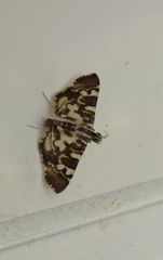 Chabula acamasalis
