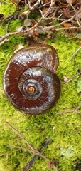 Powelliphanta