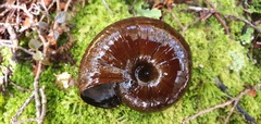 Powelliphanta