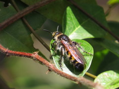 Radumeris radula