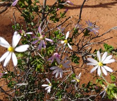 Olearia calcarea