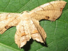 Dysaethria moza