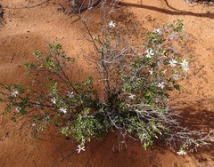 Olearia calcarea