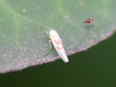 Zygina flammigera