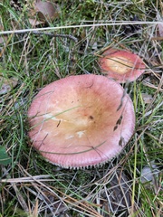 Russula paludosa
