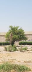 Ziziphus jujuba