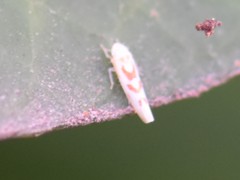 Zygina flammigera