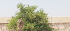 Ziziphus jujuba