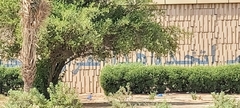 Ziziphus jujuba