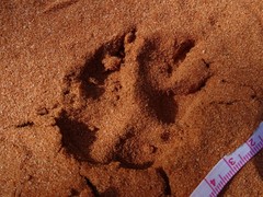 Vulpes vulpes crucigera