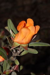 Hibbertia miniata