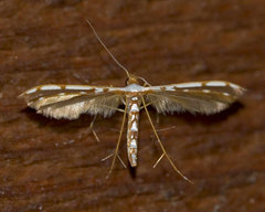 Cosmoclostis aglaodesma