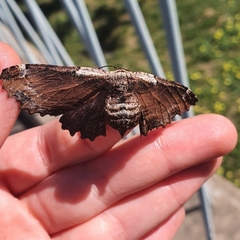 Pholodes sinistraria