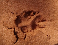 Vulpes vulpes crucigera