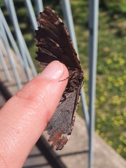 Pholodes sinistraria