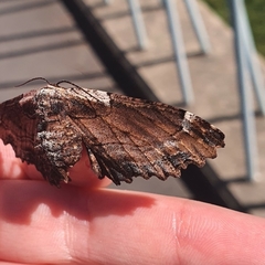 Pholodes sinistraria