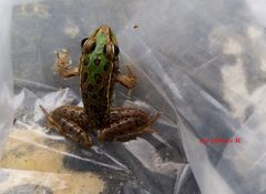 Lithobates spectabilis