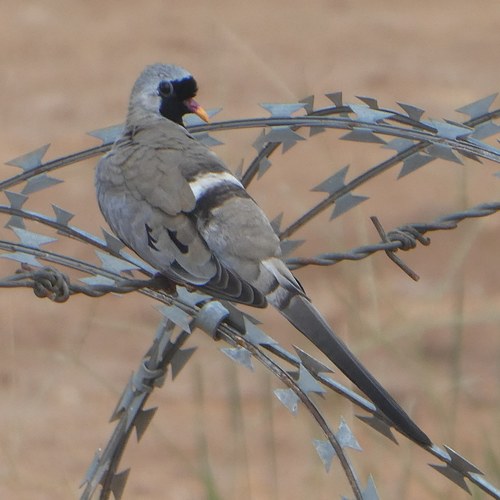 Namaqua Dove