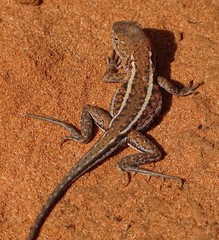 Ctenophorus spinodomus