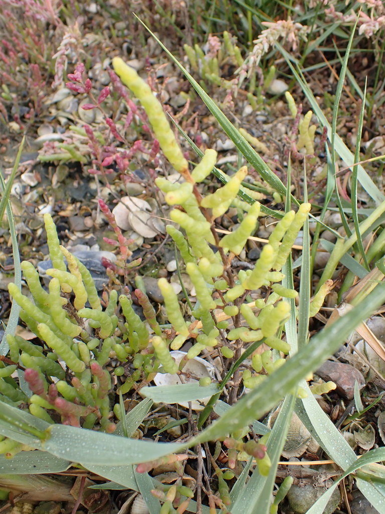 Salicornia fragilis