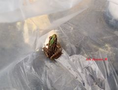 Lithobates spectabilis