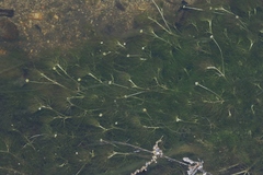 Ranunculus aquatilis