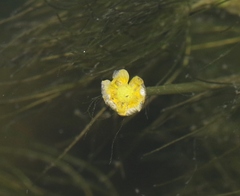 Ranunculus aquatilis