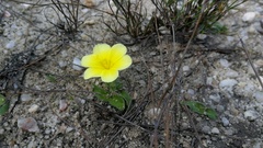 Moraea luteoalba
