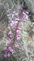 Cyphia volubilis volubilis