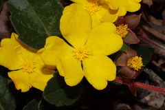 Hibbertia lasiopus