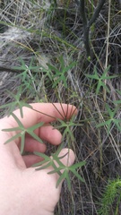 Oxalis livida altior