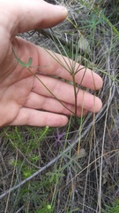 Oxalis livida altior