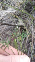 Oxalis livida altior