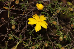 Hibbertia hypericoides hypericoides