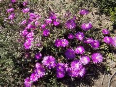 Lampranthus ceriseus