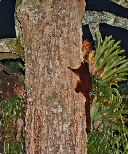 Thomas' Flying Squirrel