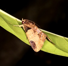 Ercheia cyllaria