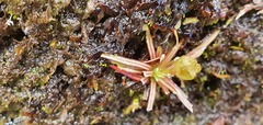 Stylidium subulatum