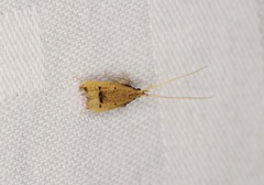 Lecithocera erecta
