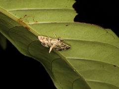 Lygropia distorta