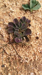 Oxalis flava