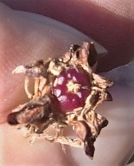 Lampranthus ceriseus