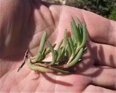 Lampranthus ceriseus