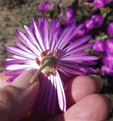 Lampranthus ceriseus