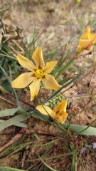 Moraea maximiliani