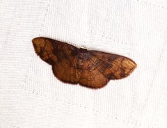 Metallaxis semipurpurascens