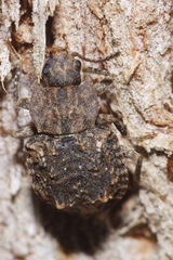 Syrphetodes marginatus