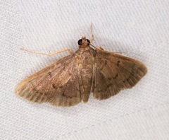 Omiodes tristrialis
