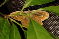 Pareumelea eugeniata