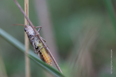 Omocestus haemorrhoidalis